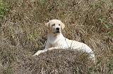 LABRADOR 112
